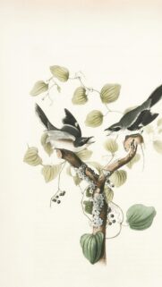 Vintage Loggerhead Shrike Illustration Nature Art Mobile Wallpaper