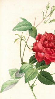 Vintage Red Rose Botanical Illustration Art Mobile Wallpaper