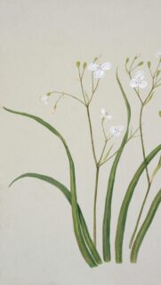 Minimalist White Wildflower Botanical Art Phone Wallpaper