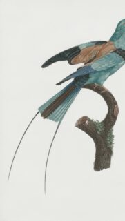 Elegant Blue Bird Illustration Vintage Style Phone Wallpaper