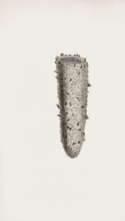 Vintage Natural History Sea Cucumber Illustration Mobile Wallpaper
