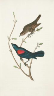Vintage Red-Winged Blackbird Illustration Art Phone Wallpaper