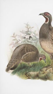 Vintage Bird Illustration Nature Art Mobile Wallpaper