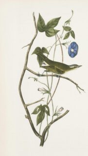 Vintage Botanical Bird Illustration Nature Art Mobile Wallpaper