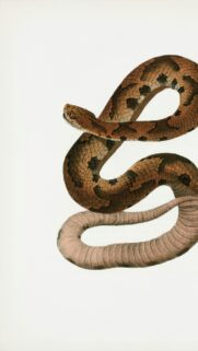 Vintage Scientific Illustration of a Coiled Pit Viper Snake Wallpaper