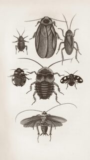 Vintage Scientific Illustration of Various Cockroach Species Wallpaper