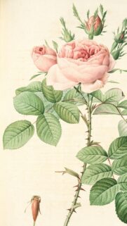 Elegant Vintage Pale Pink Rose Botanical Illustration Mobile Wallpaper