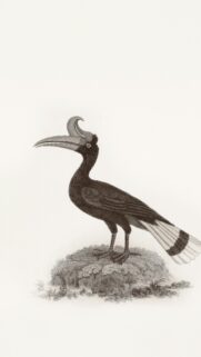 Vintage Hand-Drawn Hornbill Bird Illustration Phone Wallpaper