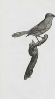 Vintage Botanical Bird Illustration Monochrome Art Wallpaper