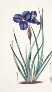 Vintage Botanical Purple Iris Flower Illustration Phone Wallpaper