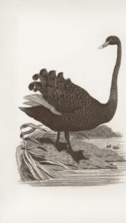 Vintage Black Swan Illustration Aesthetic Mobile Phone Wallpaper