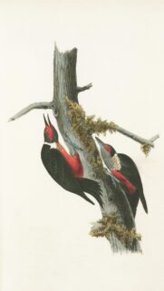 Vintage Lewis Woodpeckers Illustration Wildlife Nature Mobile Wallpaper