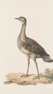 Vintage Ornithological Bustard Bird Illustration Phone Wallpaper