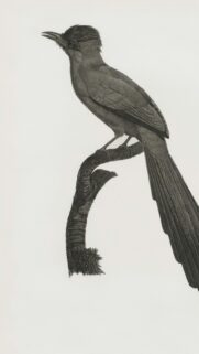 Vintage Hand-Drawn Bird Illustration Minimalist Mobile Wallpaper