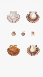 Vintage Hand-Drawn Scallop Shells Collection Nature Art Wallpaper