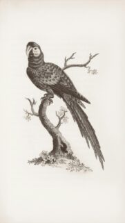 Vintage Botanical Illustration of a Majestic Macaw Bird Phone Wallpaper