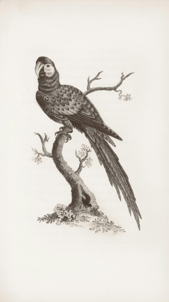 Vintage Botanical Illustration of a Majestic Macaw Bird Phone Wallpaper