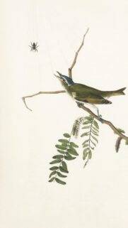 Vintage Botanical Bird and Spider Illustration Art Wallpaper