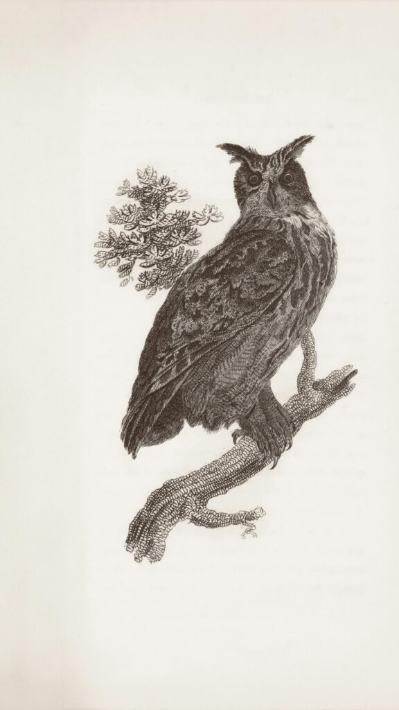 Previous