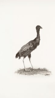 Vintage Hand-Drawn Emu Bird Illustration for Phone Wallpaper
