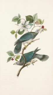 Vintage Botanical Bird Illustration Fine Art Phone Wallpaper