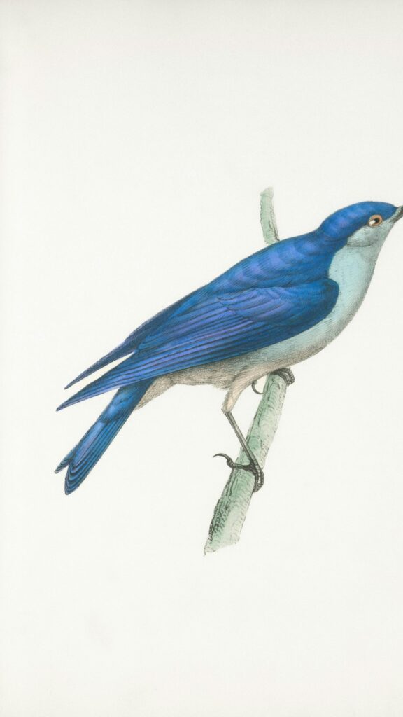 Minimalist Blue Bird Illustration Nature Mobile Phone Wallpaper