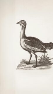 Vintage Scientific Illustration of a Game Bird Monochrome Wall Art Wallpaper