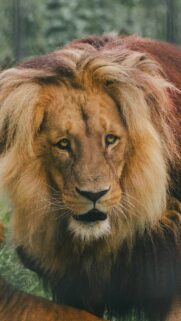 Majestic Leo Zodiac Spirit Animal Astrology Phone Wallpaper