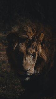 Majestic Leo Zodiac Spirit Strength 4K Phone Wallpaper