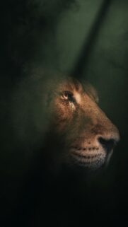 Majestic Leo Zodiac Spirit Portrait High Definition Phone Wallpaper
