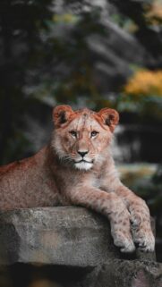 Majestic Leo Zodiac Aesthetic High-Quality Mobile Wallpaper