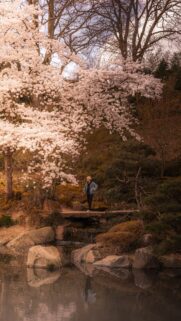 Zen Garden Meditation Energy and Inner Peace Manifestation Wallpaper