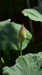 Zen Lotus Flower Energy Symbol for Mindful Manifestation Wallpaper