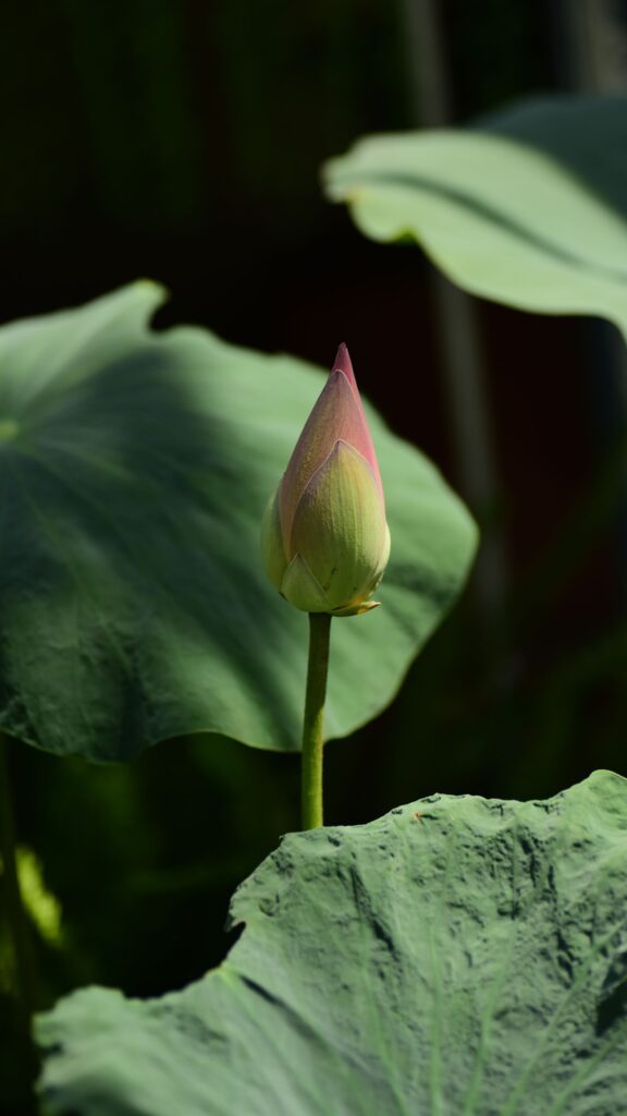 Zen Lotus Flower Energy Symbol for Mindful Manifestation Wallpaper