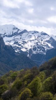 Snow-Capped Alpine Peaks and Spring Forest Valley Phone Wallpaper