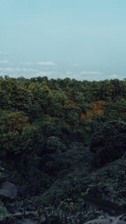 Lush Tropical Rainforest Canopy Overlooking Deep Forest Valley Wallpaper