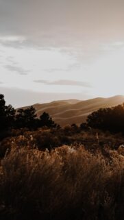 Golden Hour Sand Dunes and Desert Landscape Phone Wallpaper
