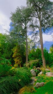 Serene Forest Stream with Towering Pine Trees Mobile Wallpaper