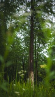 Serene Forest Path Through Tall Pine Trees Mobile Wallpaper