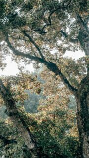 Low Angle View of Ancient Forest Canopy with Sunlit Leaves Wallpaper