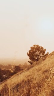 Golden Hour Hazy Hillside and Lone Tree Mobile Wallpaper