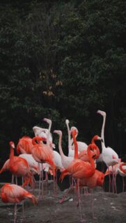 Vibrant Flamingos Standing in Nature Mobile Phone Wallpaper