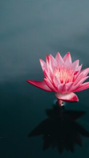 Serene Pink Lotus Flower Floating on Dark Water Mobile Wallpaper