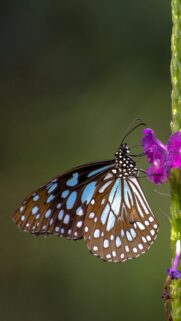 Stunning Blue Tiger Butterfly on Purple Flower Mobile Wallpaper