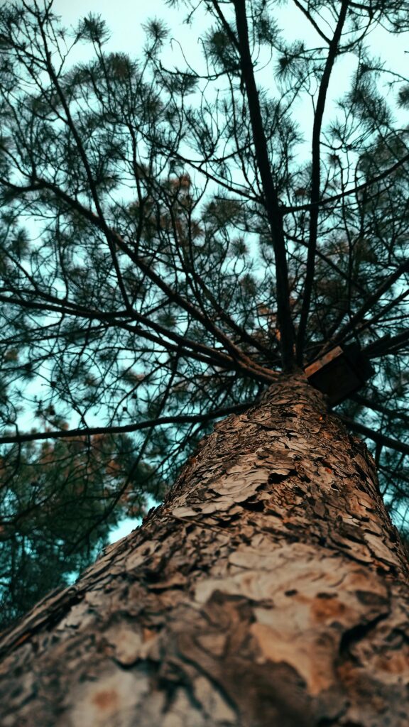 Previous