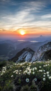Breathtaking Mountain Sunset Over Alpine Wildflowers Mobile Wallpaper