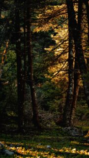 Golden Hour Forest Sunlight Trees Nature Phone Wallpaper