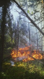 Dramatic Forest Fire Nature Scene High Resolution Mobile Wallpaper