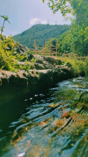 Serene Mountain Creek and Lush Nature Landscape Mobile Wallpaper