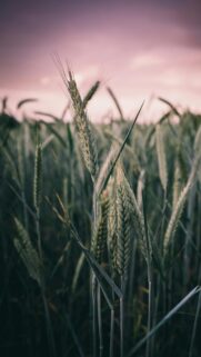 Stunning Rye Wheat Field at Dusk Minimalist Mobile Wallpaper